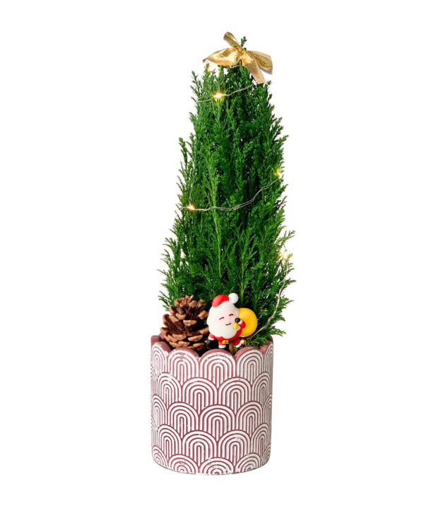 Mini Potted Christmas Tree - False Cypress - large log pot - Potted plant - Tumbleweed Plants - Online Plant Delivery Singapore