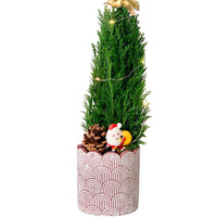 Mini Christmas Tree - False Cypress