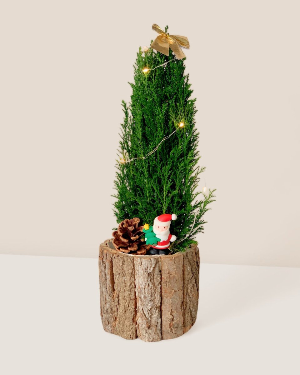 Mini Potted Christmas Tree - False Cypress - large log pot - Potted plant - Tumbleweed Plants - Online Plant Delivery Singapore