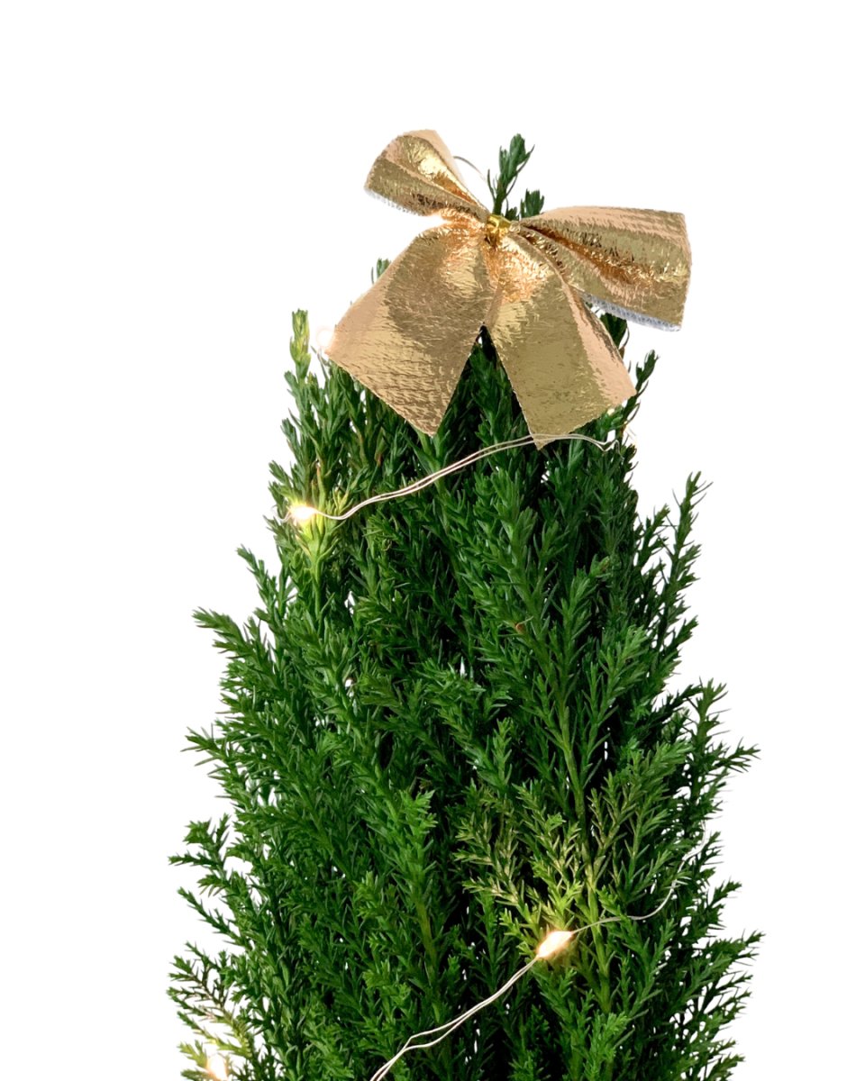 Mini Potted Christmas Tree - False Cypress - large log pot - Potted plant - Tumbleweed Plants - Online Plant Delivery Singapore