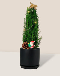 Mini Potted Christmas Tree - False Cypress - little cylinder black with tray planter - Potted plant - Tumbleweed Plants - Online Plant Delivery Singapore