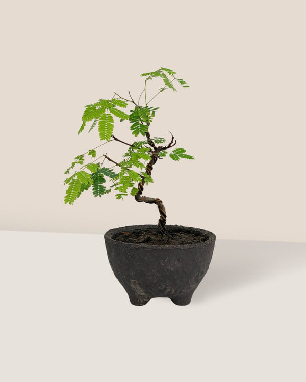 Mini Raintree - Potted plant - Tumbleweed Plants - Online Plant Delivery Singapore