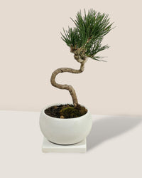 Miniature Japanese Black Pine in White Ceramic Pot (Japan) - Potted plant - Tumbleweed Plants - Online Plant Delivery Singapore