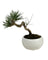 Miniature Japanese Black Pine in White Ceramic Pot (Japan)