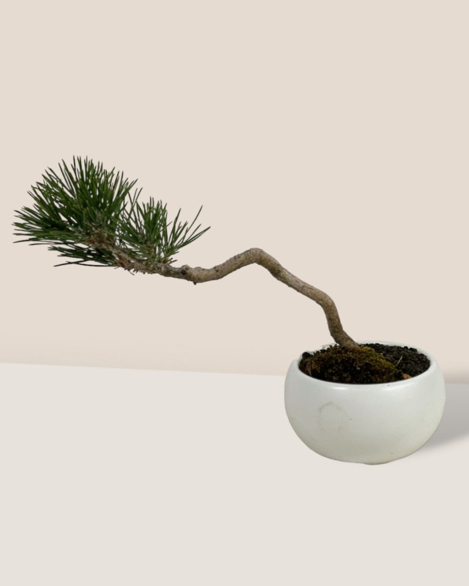 Miniature Japanese Black Pine in White Ceramic Pot (Japan) - Potted plant - Tumbleweed Plants - Online Plant Delivery Singapore