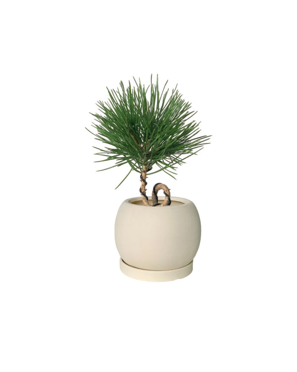 Miniature Japanese Black Pine/Pinus Thunbergii - ceramic sand pot - Potted plant - Tumbleweed Plants - Online Plant Delivery Singapore