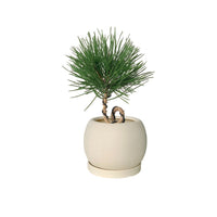 Miniature Japanese Black Pine/Pinus Thunbergii