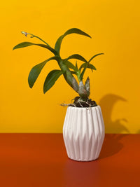 Dwarf Purple Orchid - geometric mini pots white (high) - Gifting plant - Tumbleweed Plants - Online Plant Delivery Singapore