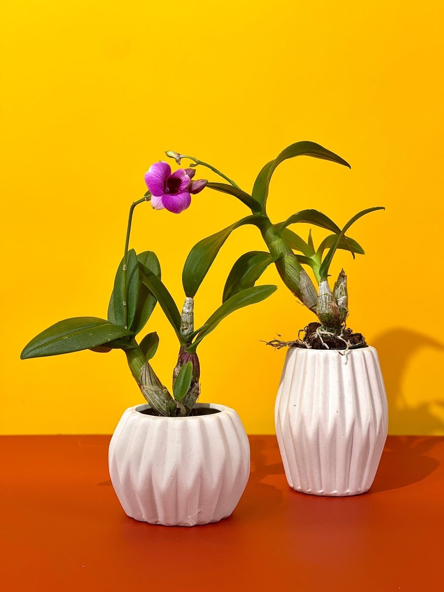 Dwarf Purple Orchid - geometric mini pots white (short) - Gifting plant - Tumbleweed Plants - Online Plant Delivery Singapore