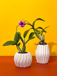 Dwarf Purple Orchid - geometric mini pots white (short) - Gifting plant - Tumbleweed Plants - Online Plant Delivery Singapore