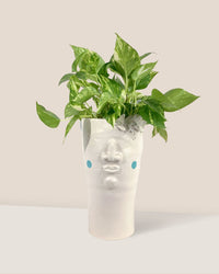 Misfit Olympian - small - Planter - Tumbleweed Plants - Online Plant Delivery Singapore
