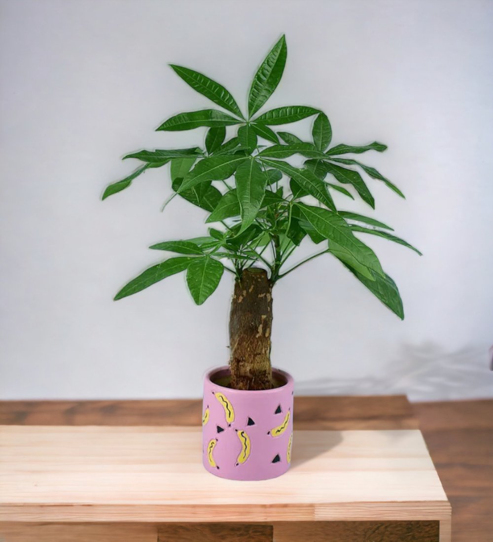 Money tree shop pot