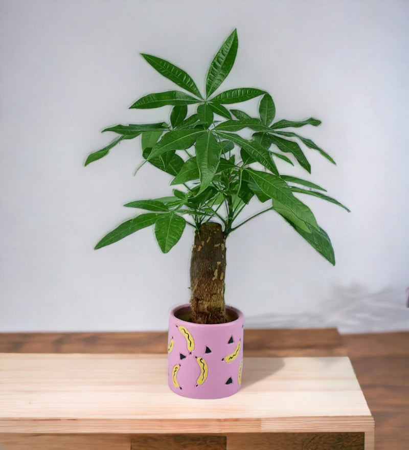 Money Tree - banana pot - pink - Potted plant - Tumbleweed Plants - Online Plant Delivery Singapore