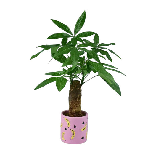 Money Tree paired with banana pot - pink