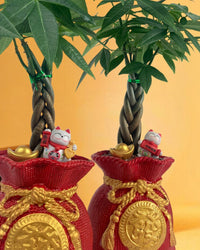 Money Tree in Prosperity Bag Planter - Gifting plant - Tumbleweed Plants - Online Plant Delivery Singapore