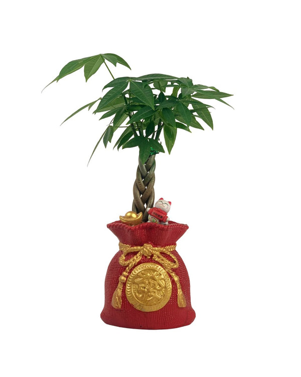 Money Tree in Prosperity Bag Planter - Gifting plant - Tumbleweed Plants - Online Plant Delivery Singapore