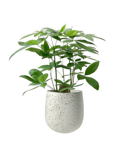 Money Tree - Single Trunk (0.7-0.8m) - dotted rim terracotta pot - Potted plant - Tumbleweed Plants - Online Plant Delivery Singapore