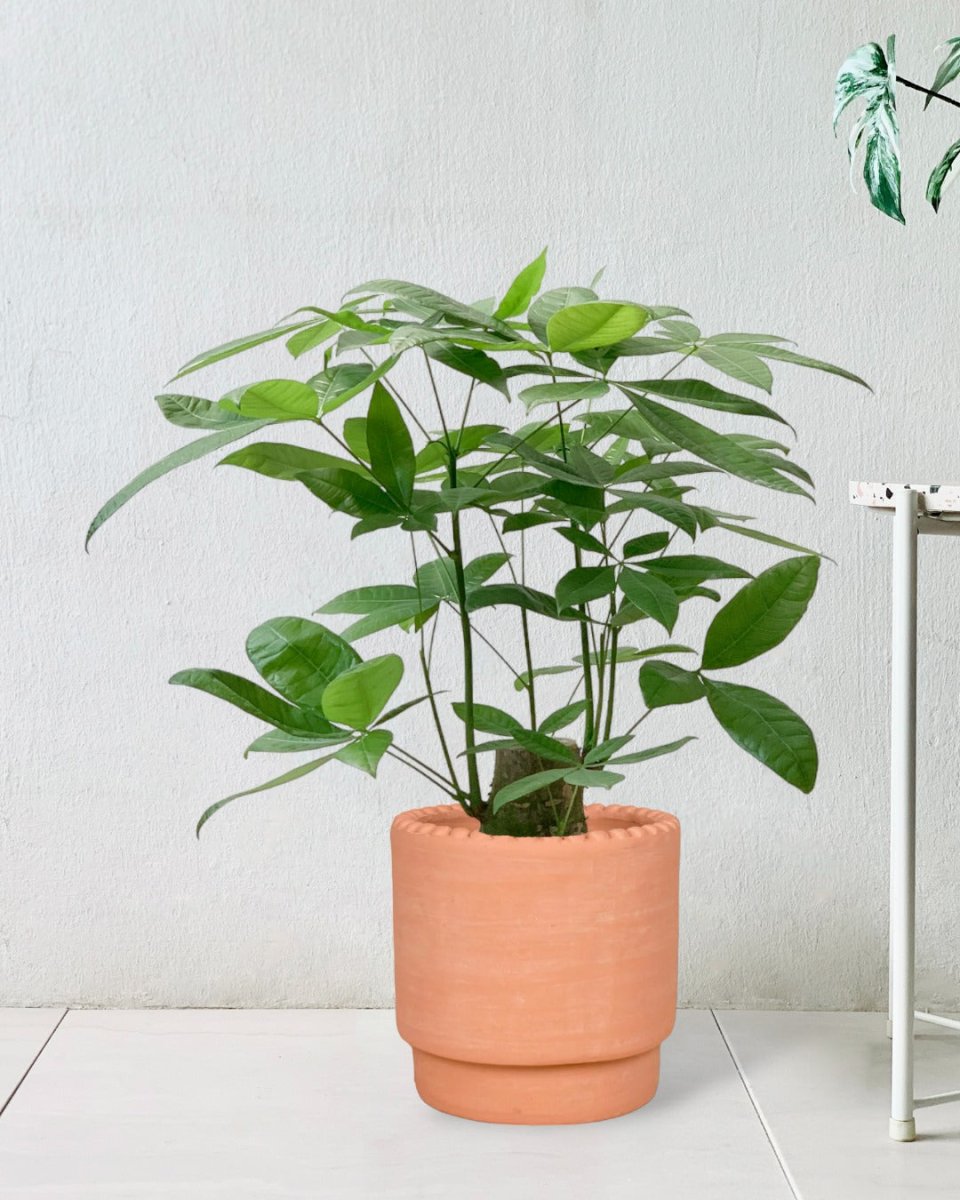 Money Tree - Single Trunk (0.7-0.8m) - dotted rim terracotta pot - Potted plant - Tumbleweed Plants - Online Plant Delivery Singapore