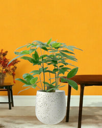 Money Tree - Single Trunk (0.7-0.8m) - dotted rim terracotta pot - Potted plant - Tumbleweed Plants - Online Plant Delivery Singapore