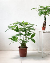 Money Tree - Single Trunk (0.7-0.8m) - grow pot - Potted plant - Tumbleweed Plants - Online Plant Delivery Singapore