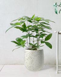 Money Tree - Single Trunk (0.7-0.8m) - little tulip pots - white - Potted plant - Tumbleweed Plants - Online Plant Delivery Singapore