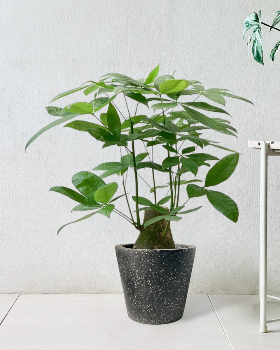 Money Tree - Single Trunk (0.7-0.8m) - terrazzo pot - black - Potted plant - Tumbleweed Plants - Online Plant Delivery Singapore