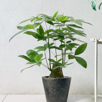 Money Tree - Single Trunk (0.6m)