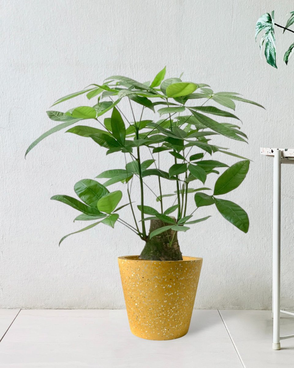 Money Tree - Single Trunk (0.7-0.8m) - terrazzo pot - yellow - Potted plant - Tumbleweed Plants - Online Plant Delivery Singapore