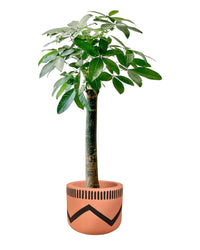 Money Tree - Single Trunk - charlie pot - Potted plant - Tumbleweed Plants - Online Plant Delivery Singapore