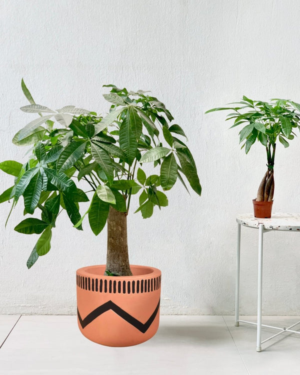 Money Tree - Single Trunk - charlie pot - Potted plant - Tumbleweed Plants - Online Plant Delivery Singapore