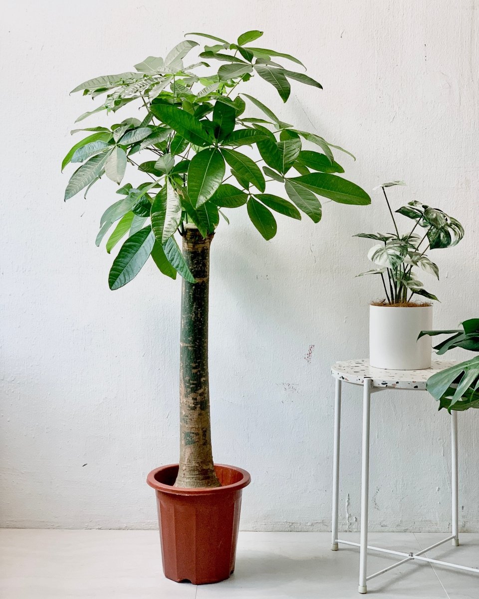 Money Tree - Single Trunk - grow pot - Potted plant - Tumbleweed Plants - Online Plant Delivery Singapore