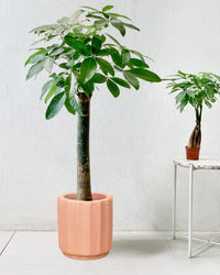 Money Tree - Single Trunk - roman planter - almond - Potted plant - Tumbleweed Plants - Online Plant Delivery Singapore