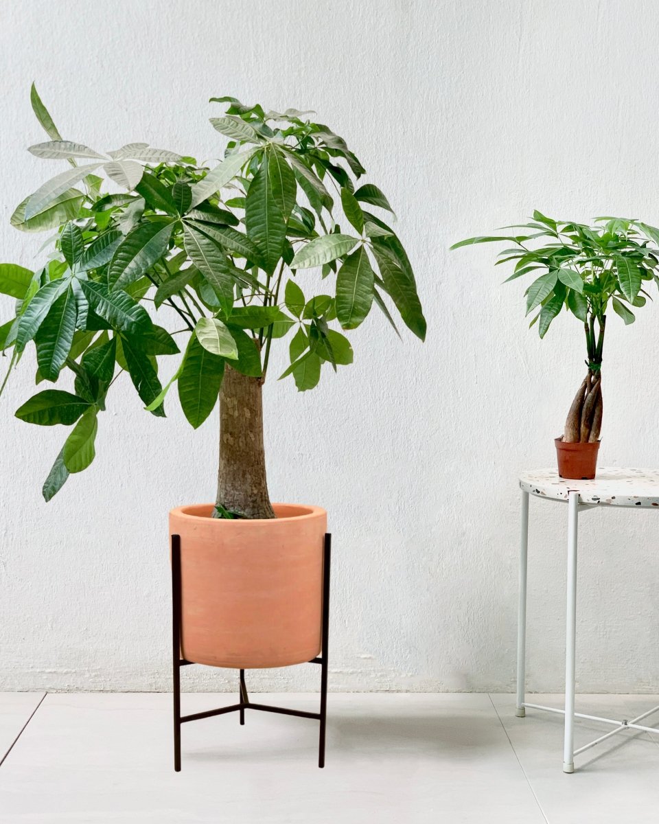 Money Tree - Single Trunk - sedona stand - Potted plant - Tumbleweed Plants - Online Plant Delivery Singapore