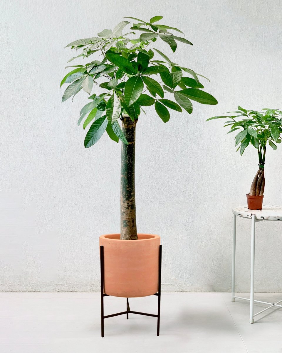 Money Tree - Single Trunk - sedona stand - Potted plant - Tumbleweed Plants - Online Plant Delivery Singapore