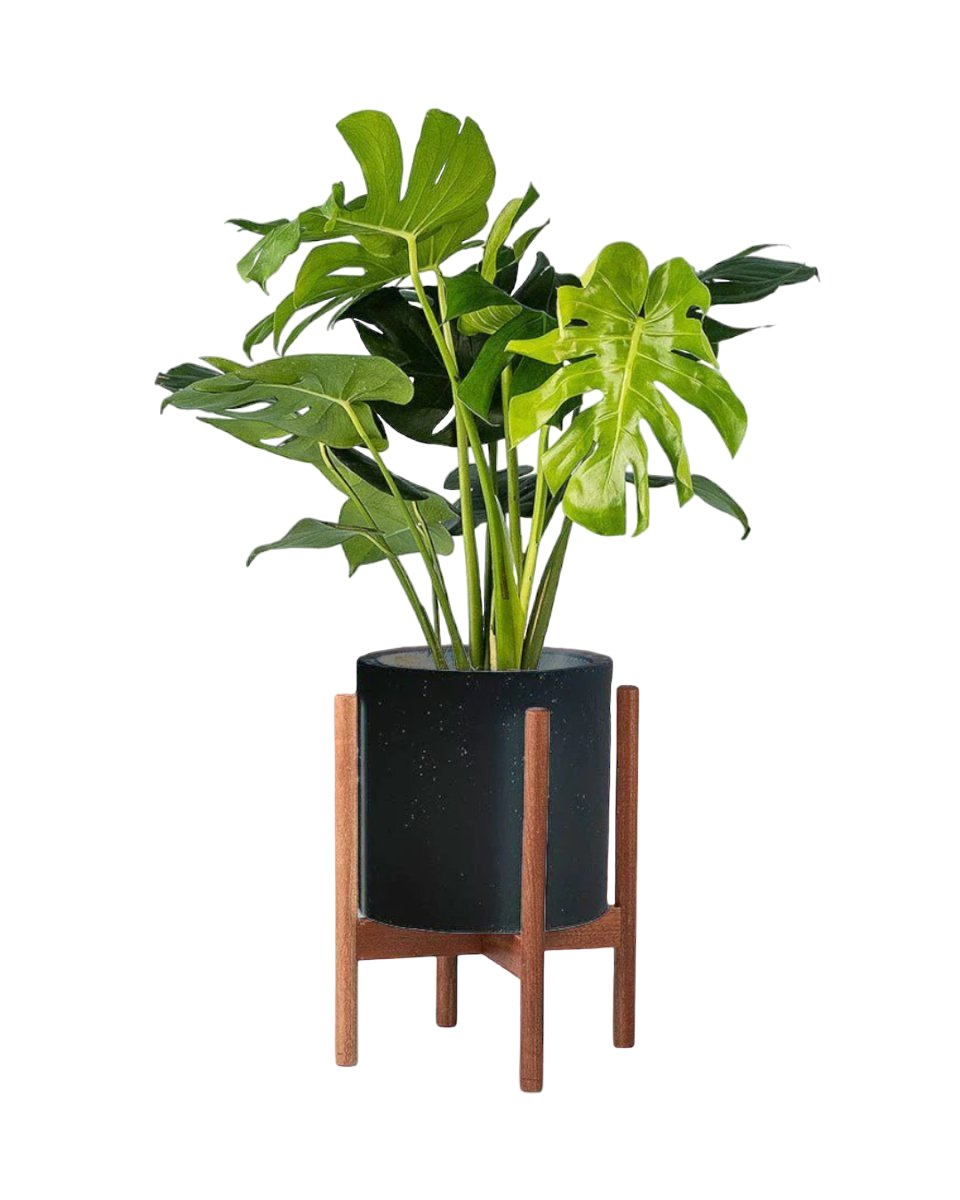 Monstera Deliciosa paired with mid century stand large black