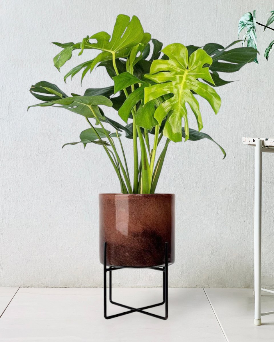 Monstera Deliciosa - glass stand - Potted plant - Tumbleweed Plants - Online Plant Delivery Singapore