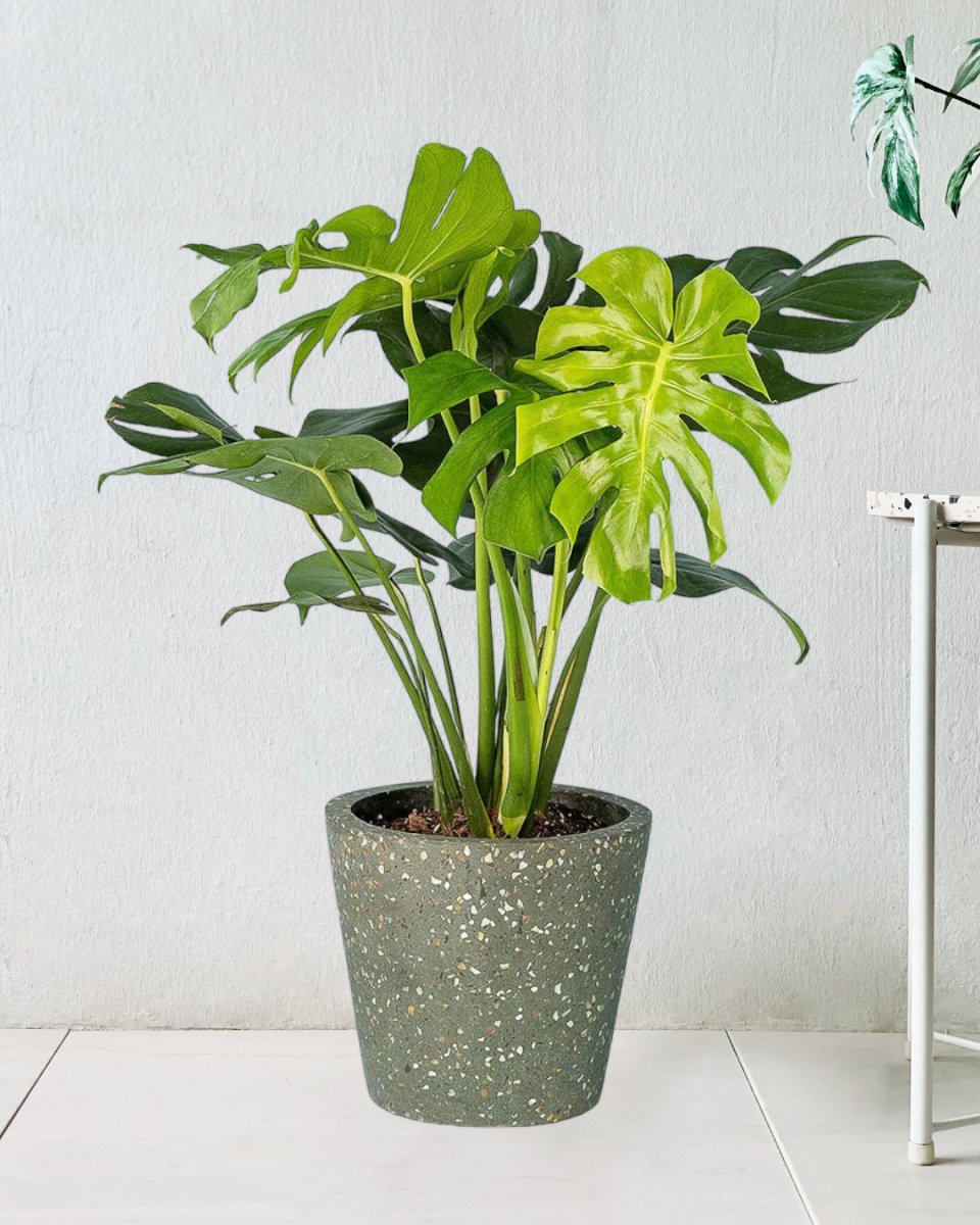 Monstera Deliciosa - mid century stand large black - Potted plant - Tumbleweed Plants - Online Plant Delivery Singapore