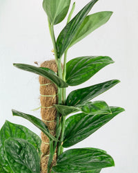 Monstera Peru (1.0m) - grow pot - Potted plant - Tumbleweed Plants - Online Plant Delivery Singapore