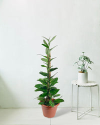 Monstera Peru (1.0m) - grow pot - Potted plant - Tumbleweed Plants - Online Plant Delivery Singapore