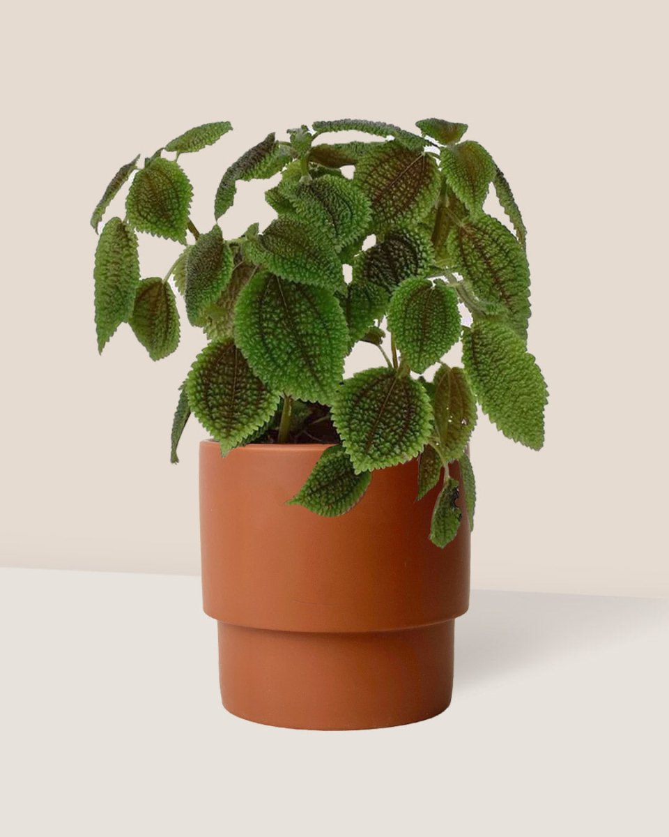 Moon Valley Pilea - plinth pot - chestnut/small - Just plant - Tumbleweed Plants - Online Plant Delivery Singapore