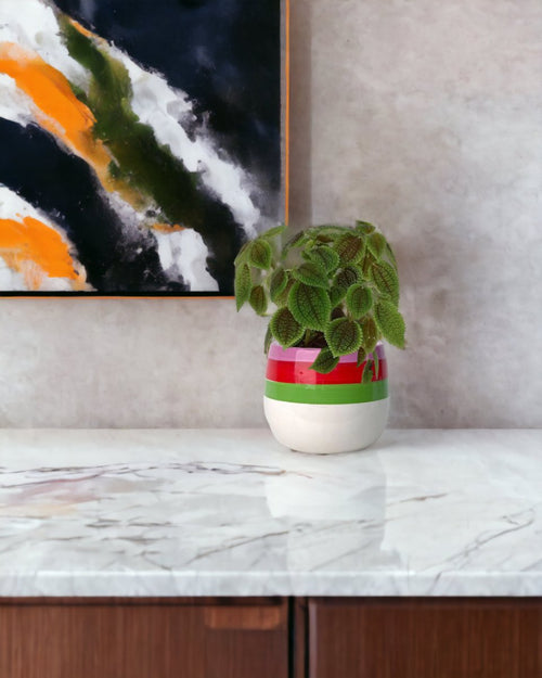 Moon Valley Pilea paired with poppy planter - ariel