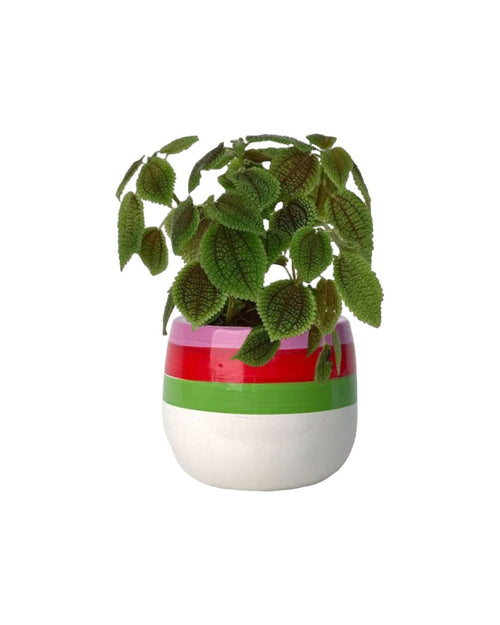 Moon Valley Pilea paired with poppy planter - ariel