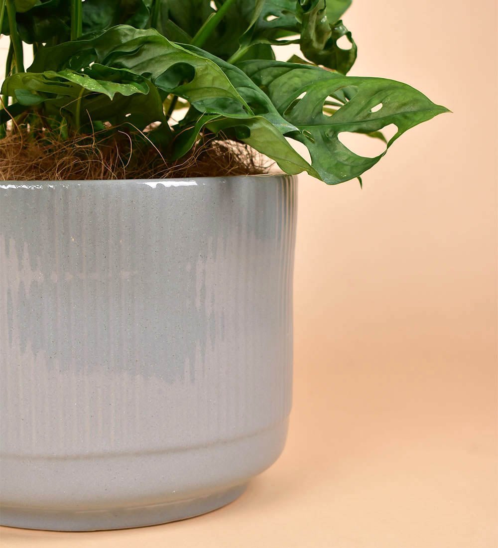 Morandi Pot - Pot - Tumbleweed Plants - Online Plant Delivery Singapore