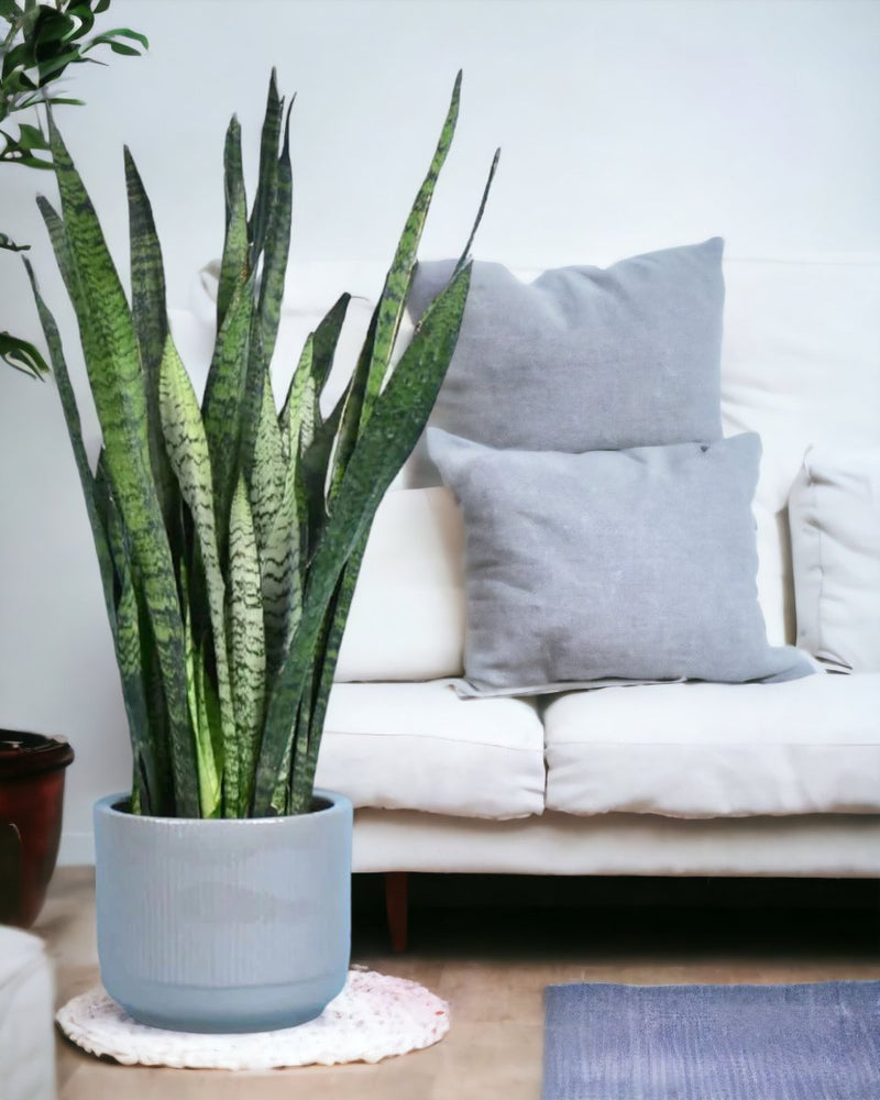 Morandi Pot