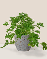 Mosquito Plant - Pelargonium Citrosum - egg pot - small/grey - Potted plant - Tumbleweed Plants - Online Plant Delivery Singapore