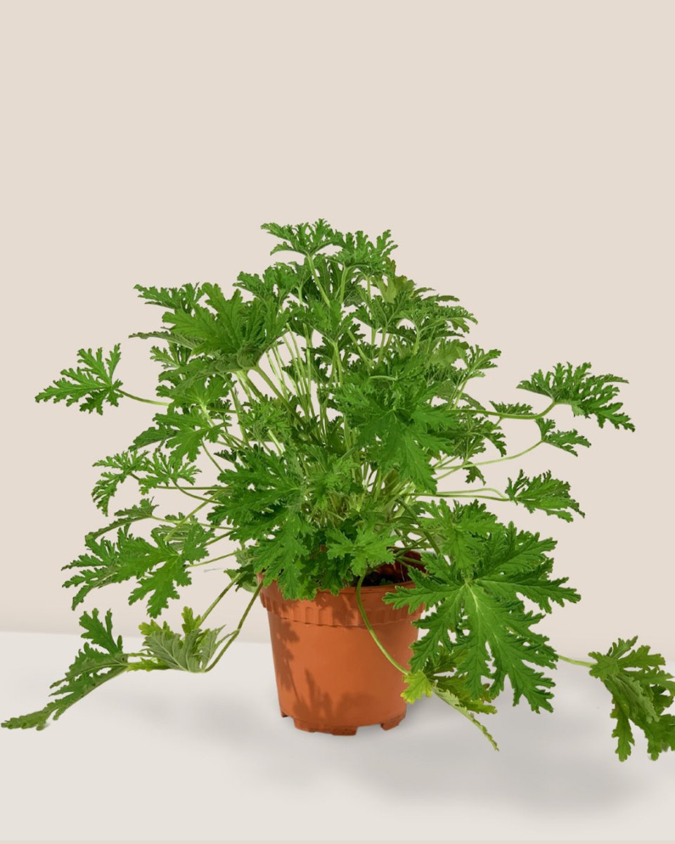 Mosquito Plant - Pelargonium Citrosum - grow pot - Potted plant - Tumbleweed Plants - Online Plant Delivery Singapore