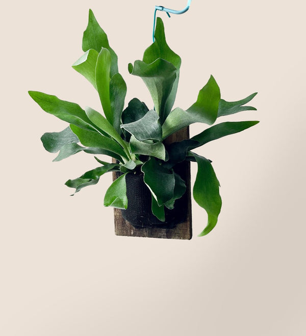 Mounted Staghorn Fern - Gifting plant - Tumbleweed Plants - Online Plant Delivery Singapore