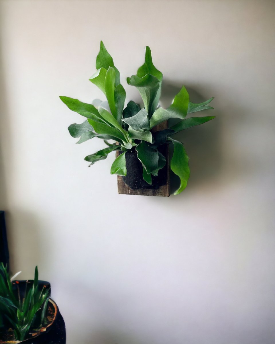 Mounted Staghorn Fern - Gifting plant - Tumbleweed Plants - Online Plant Delivery Singapore