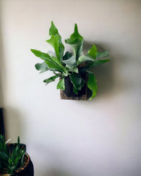 Mounted Staghorn Fern - Gifting plant - Tumbleweed Plants - Online Plant Delivery Singapore