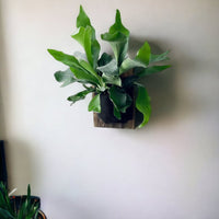 Mounted Staghorn Fern